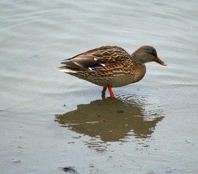 PICT5814c.jpg