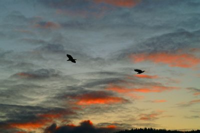 11-27-06 Last Light #3