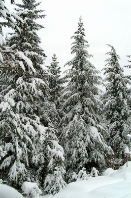 PICT7154c.jpg