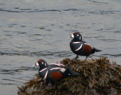 Harlequin #6