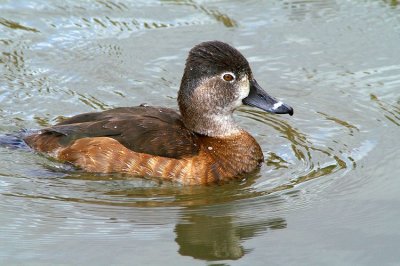 Female Ring-necked Duck