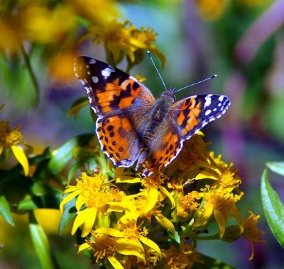  American Lady Butterfly