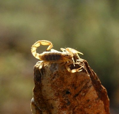 Stripe-tailed Scorpion