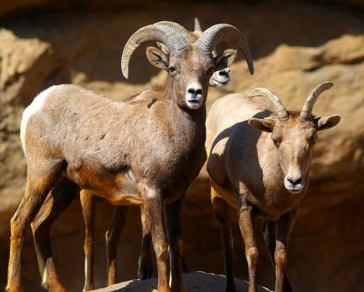 Desert Bighorn- Desert Museum