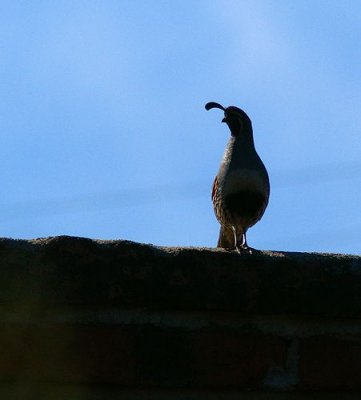 Gambel's Quail #1