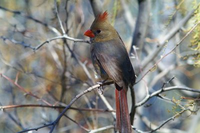 Female Northern Cardinal #2
