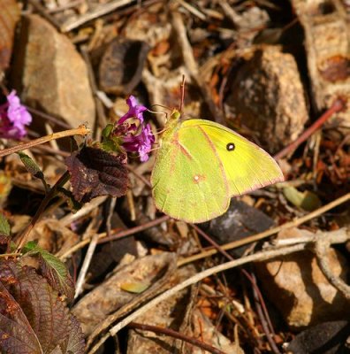  Clouded Sulfur Butterfly