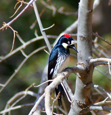 Acorn Woodpecker