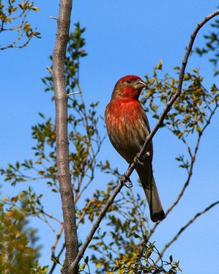 House Finch #4