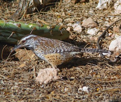 Cactus Wren #3