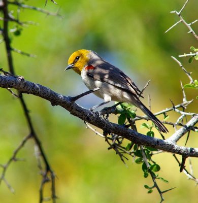 Verdin