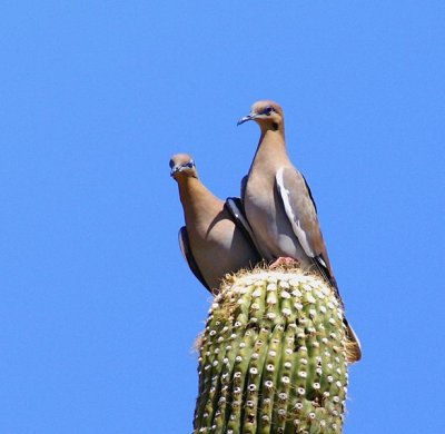 White-winged Dove's