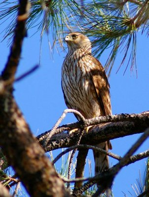 Cooper's Hawk #4
