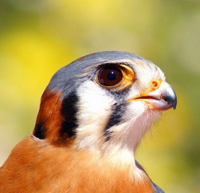 American Kestrel #3