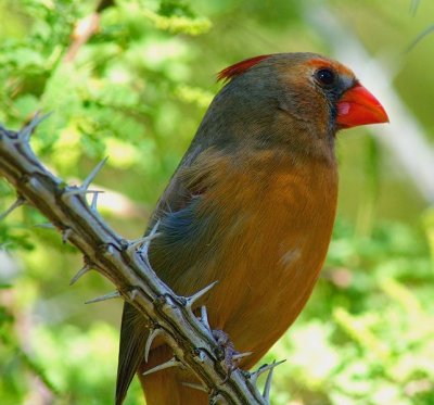 Female Northern Cardinal #4