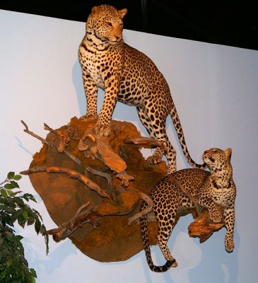 International Wildlife Museum #1