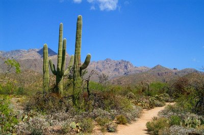 Sabino Canyon #9