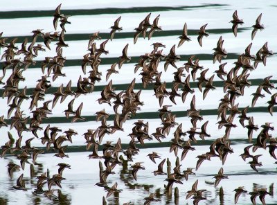 Western Sandpiper #1