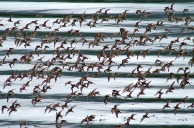 Western Sandpiper #2