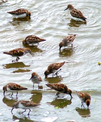 Western Sandpiper #3