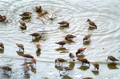Western Sandpiper #4