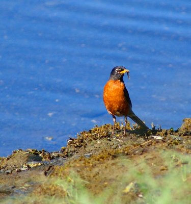 American Robin #2