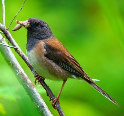 Dark-Eyed Junco
