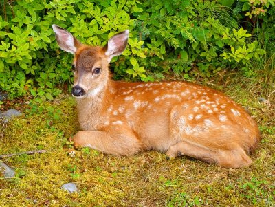 2007 Fawn #2