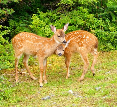 2007 Fawns #3