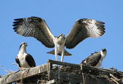 Soon to Fledge Juvenile Practices While Mom (left) & Brother Watch