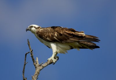JA2B8458-2.jpg