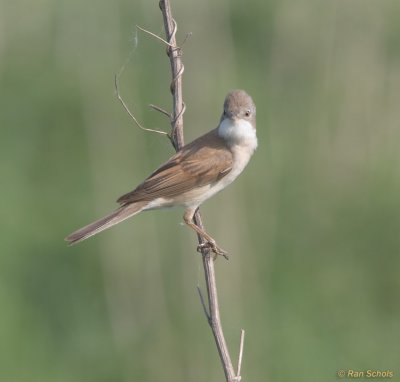 Grasmus C30D_04966.jpg