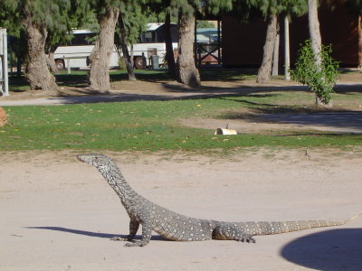 Giant Lizard (1).JPG