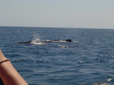 whales on Manta Ray Swiming tour.JPG