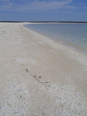Shell Beach (3).JPG
