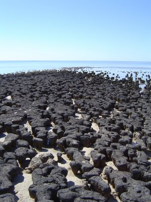 Stromatolites - oldest life form on earth (1).JPG