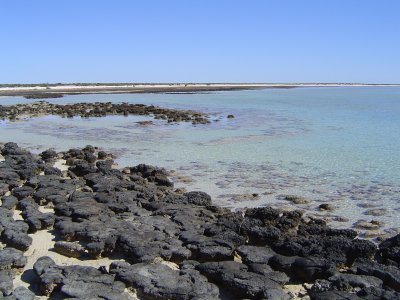 Stromatolites - oldest life form on earth (3).JPG