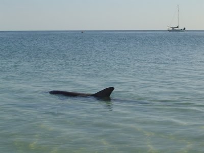 Dolphins at Monkey Mia (2).JPG