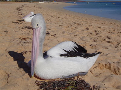 Pelicans at Monkey Mia.JPG