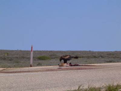 Wedge Tailed Eagle - Biggest bird of prey in OZ.JPG