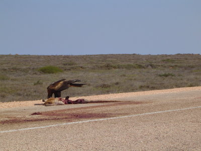 Wedge Tailed Eagle - Biggest bird of prey in OZ 1.JPG
