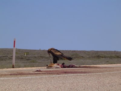 Wedge Tailed Eagle - Biggest bird of prey in OZ 2.JPG