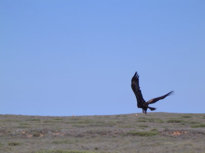 Wedge Tailed Eagle - Biggest bird of prey in OZ 3.JPG