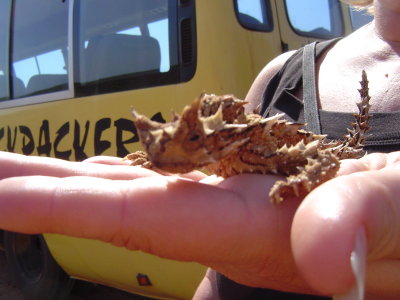 Thorny Devil - the coolest lizard!!