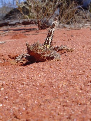 Mr Cool thorny devil (1).JPG