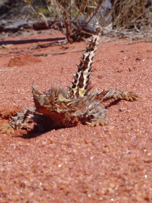Mr Cool thorny devil (2).JPG
