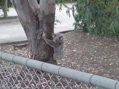 The Koala on Gill's Street.JPG