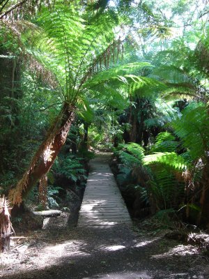 Mait's Rest Rainforest Walk (2).JPG