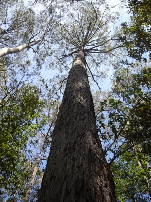 Otway Ranges (6).JPG