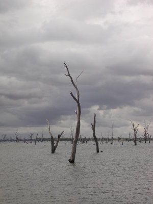 The lake from boat trip inc spooky trees (3).JPG